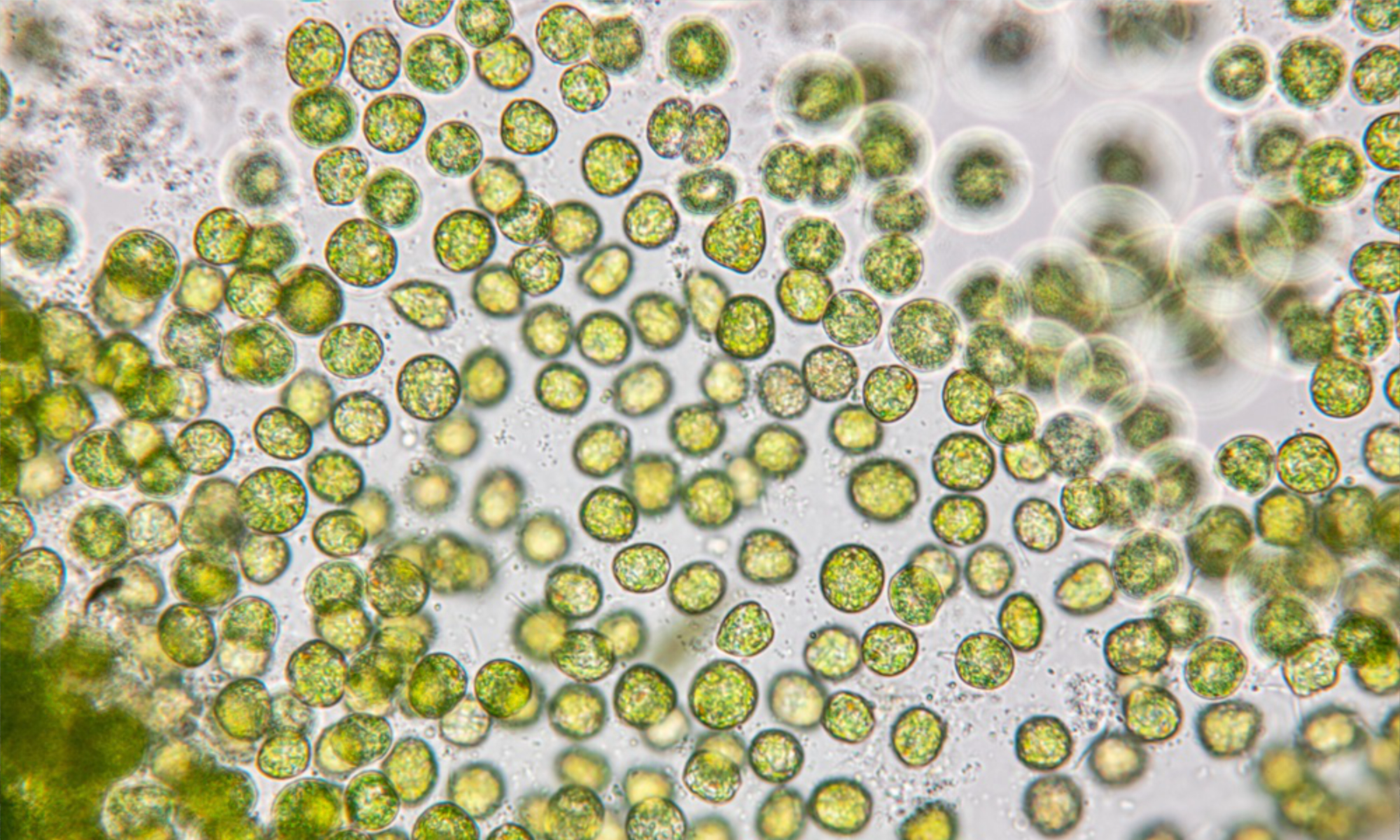 Chlorella Algen
