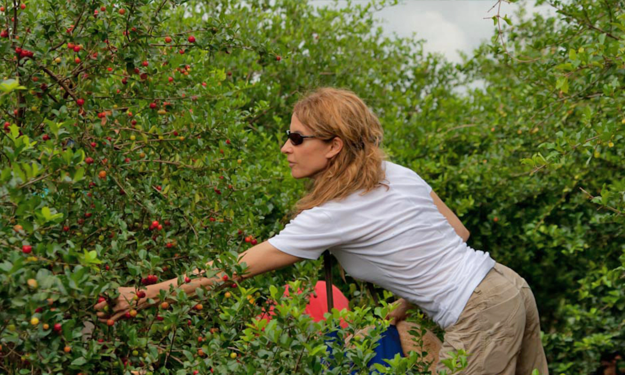 Amazonas Team bei der Acerola Ernte