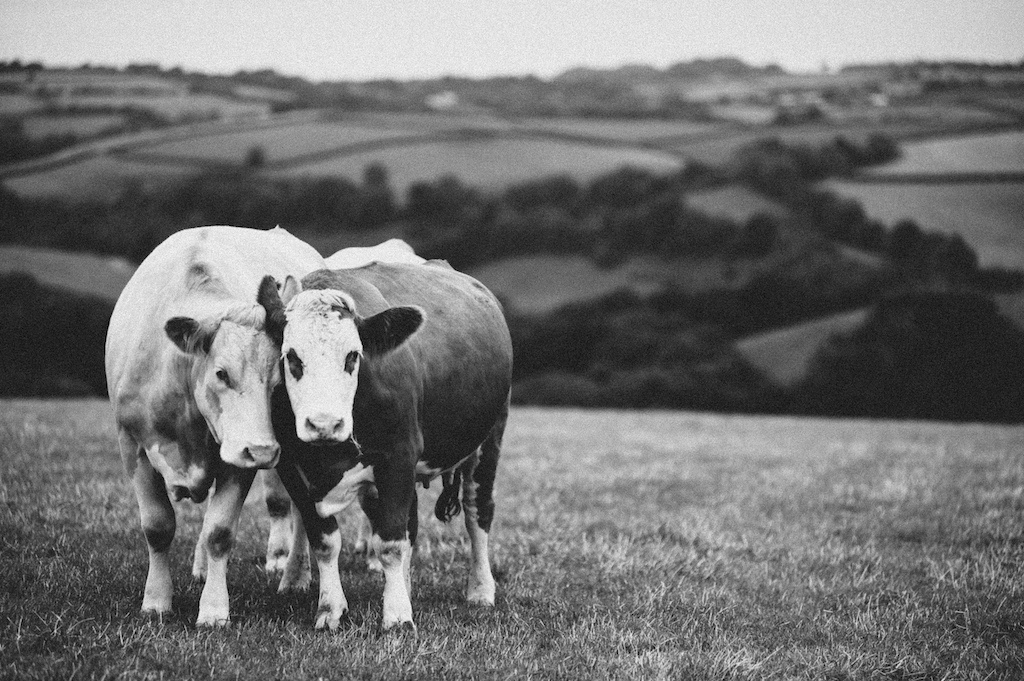 Agriculture Photography Devon