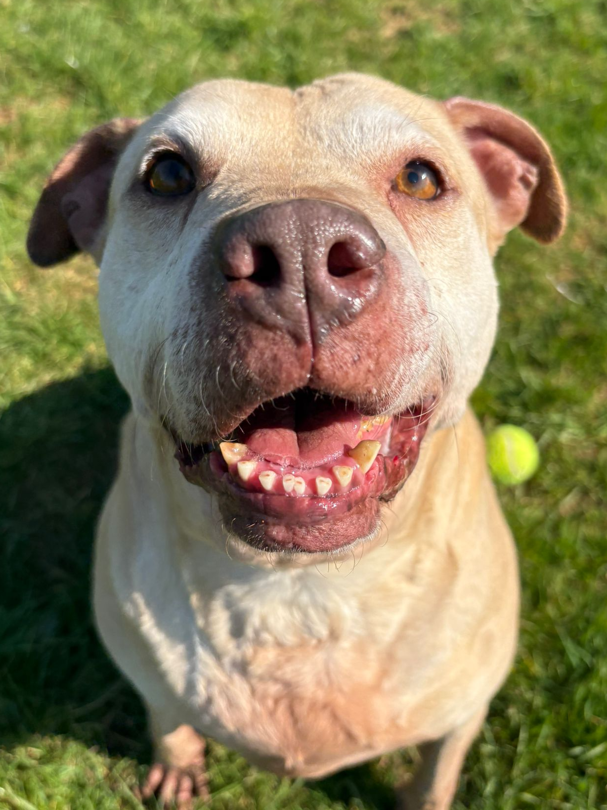 Bambi, a 6 years old female Crossbreed available for adoption from Fetcher Dog in Kent