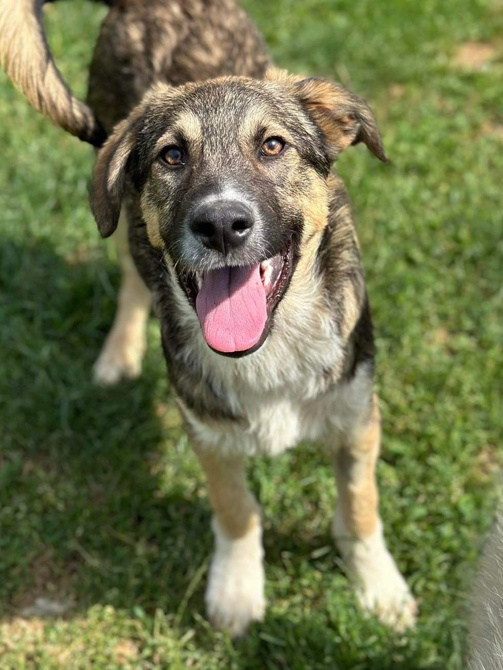 Benedict – Fetcher Dog