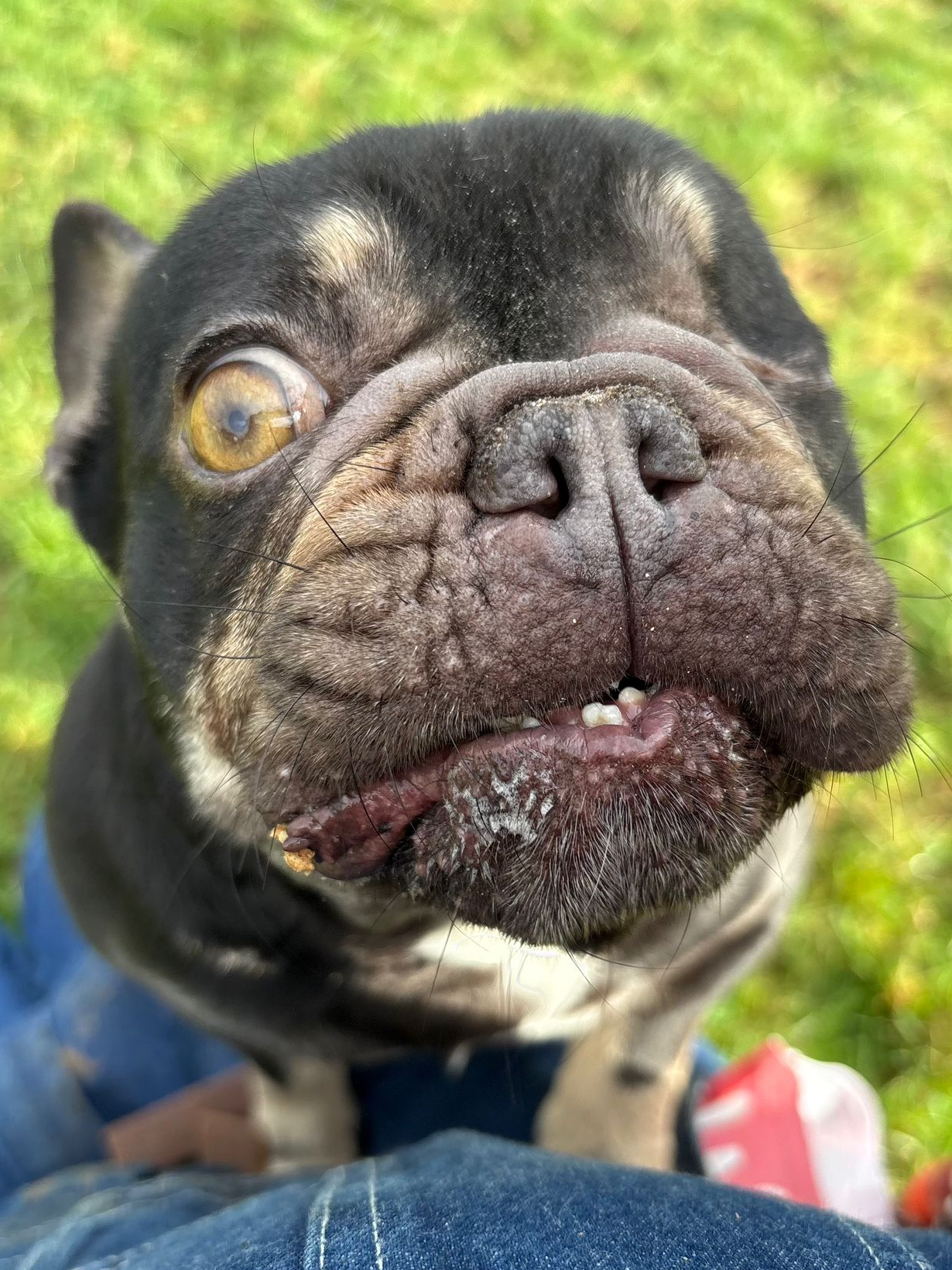 Isabella, a 3 years old female Crossbreed available for adoption from Fetcher Dog in Kent