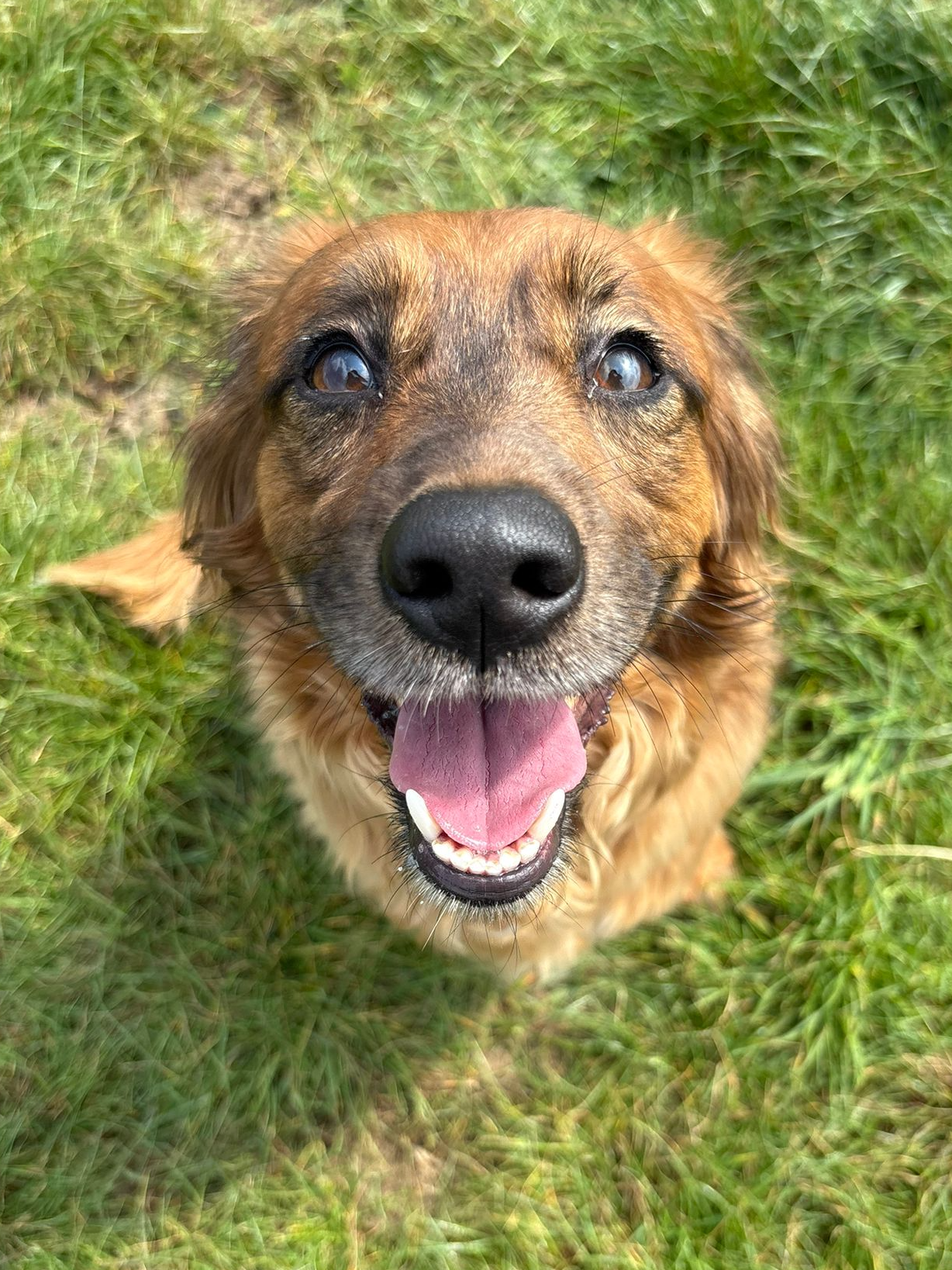 Ginny, a 2 years old female Crossbreed available for adoption from Fetcher Dog in Kent