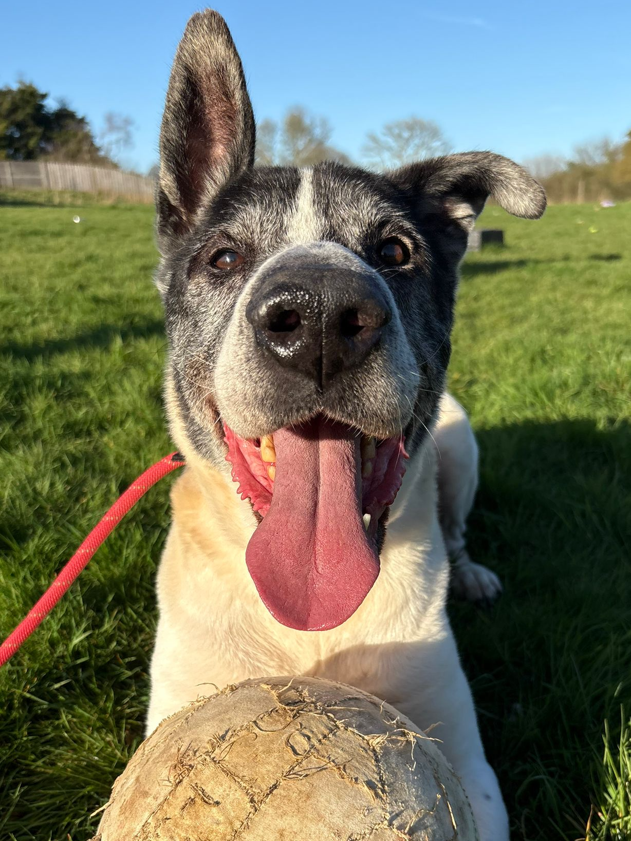 Heathcliff, a 8 years old male Crossbreed available for adoption from Fetcher Dog in Kent