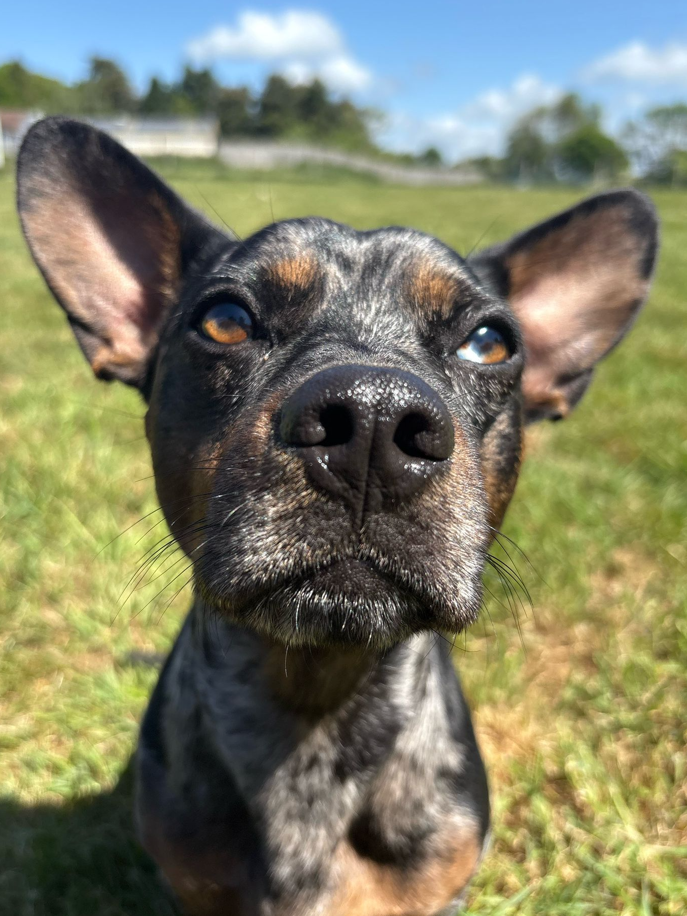 Cedric, a 4 years old male Crossbreed available for adoption from Fetcher Dog in Kent