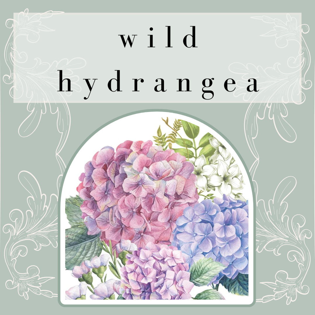 Wild Hydrangea