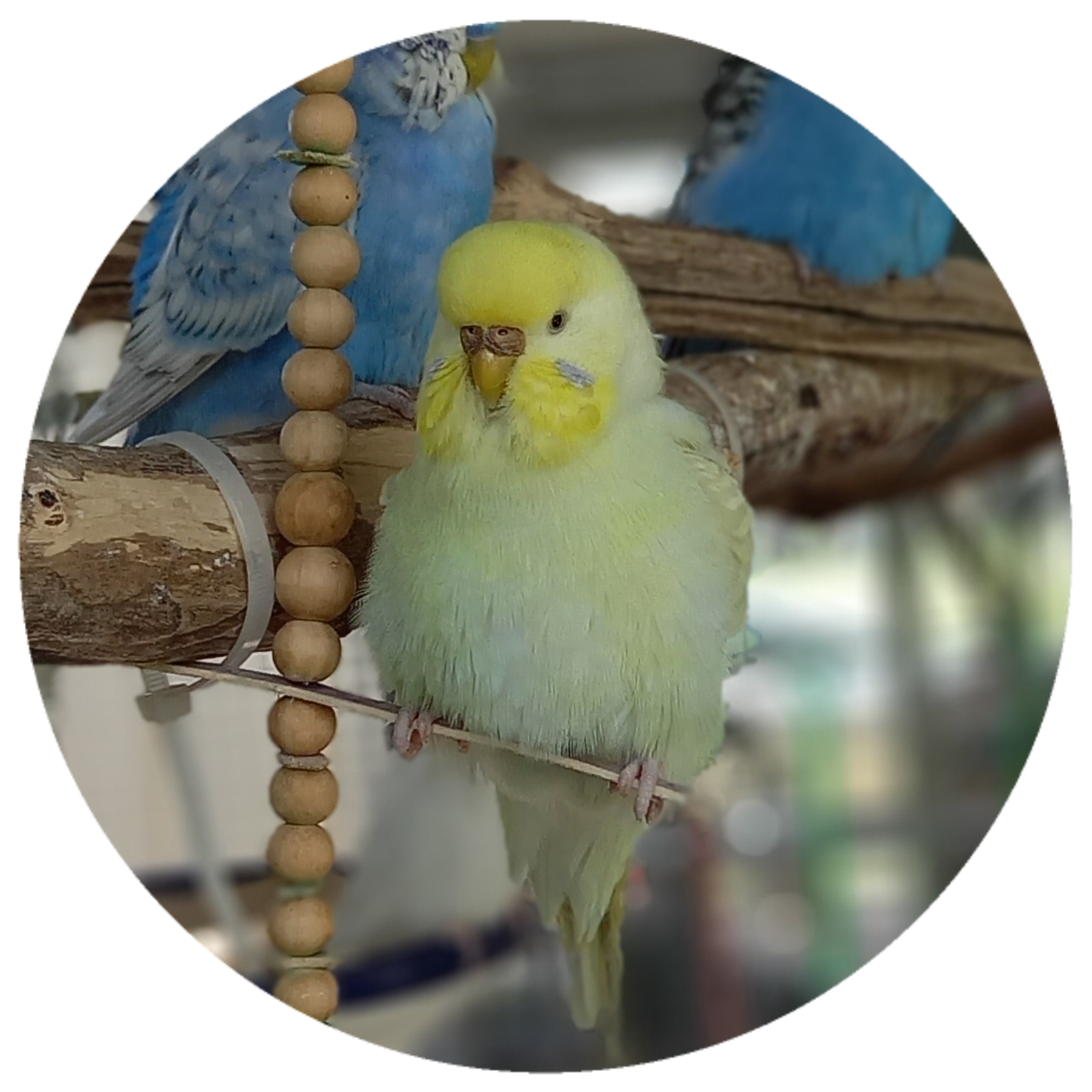 Budgerigar Mutations Pixie Paws Pets