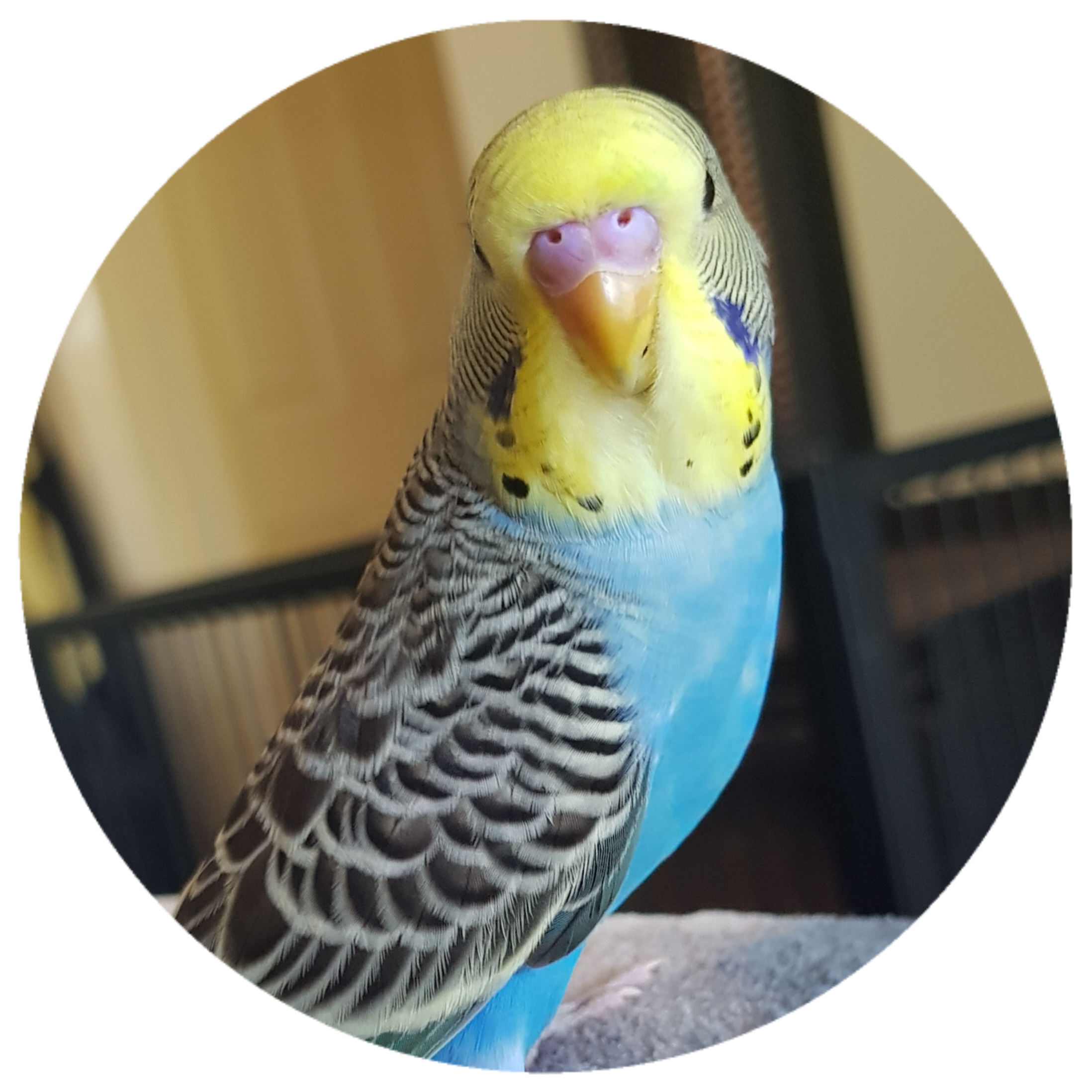 Budgerigar Mutations Pixie Paws Pets
