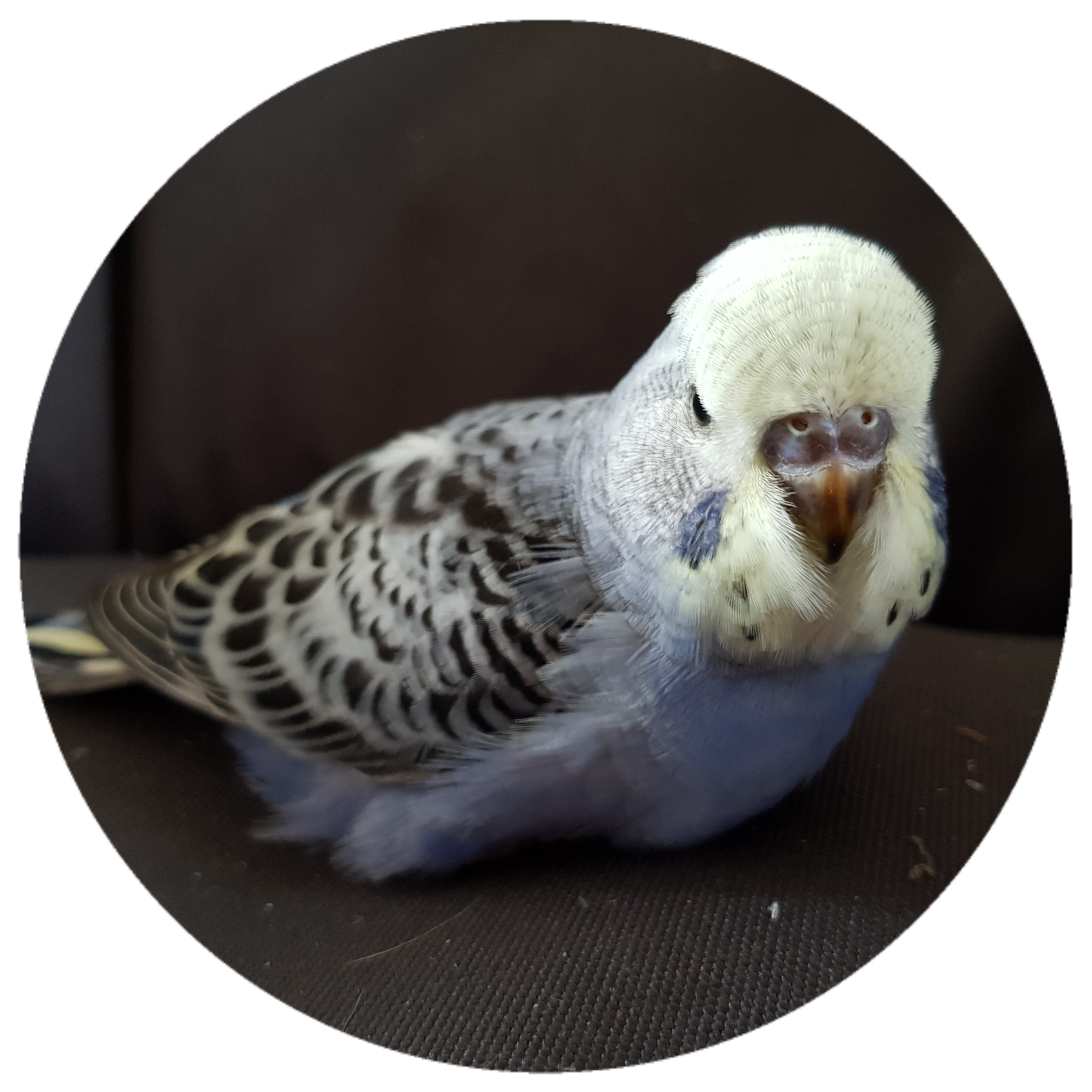 Budgerigar Mutations Pixie Paws Pets