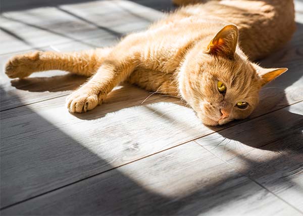 Which Direction Should You Lay Your Hardwood?